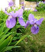 Iris tectorum 01.JPG